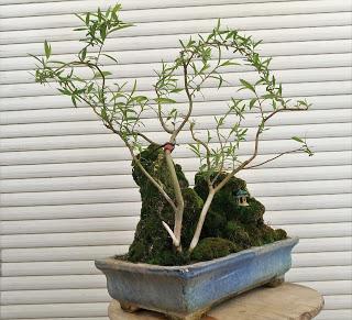 Primavera : retirando alambre y primeros pinzados