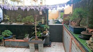 Primavera : retirando alambre y primeros pinzados