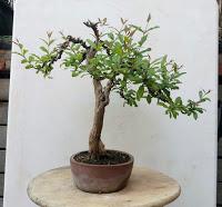 Primavera : retirando alambre y primeros pinzados