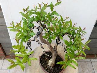 Primavera : retirando alambre y primeros pinzados