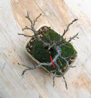 Primavera : retirando alambre y primeros pinzados