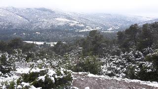 Primavera : retirando alambre y primeros pinzados