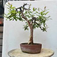 Primavera : retirando alambre y primeros pinzados