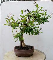 Primavera : retirando alambre y primeros pinzados