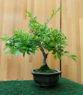 Primavera : retirando alambre y primeros pinzados