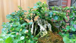 Primavera : retirando alambre y primeros pinzados