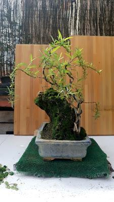 Primavera : retirando alambre y primeros pinzados