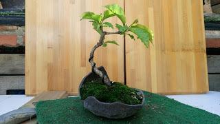 Primavera : retirando alambre y primeros pinzados