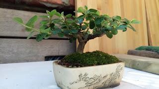 Primavera : retirando alambre y primeros pinzados