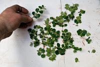 Primavera : retirando alambre y primeros pinzados