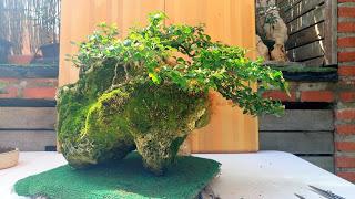 Primavera : retirando alambre y primeros pinzados