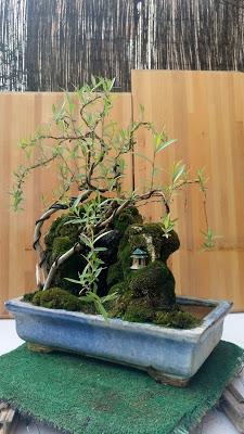 Primavera : retirando alambre y primeros pinzados