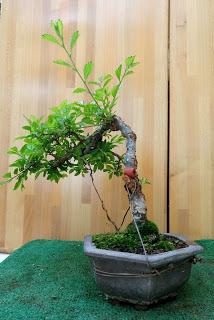 Primavera : retirando alambre y primeros pinzados