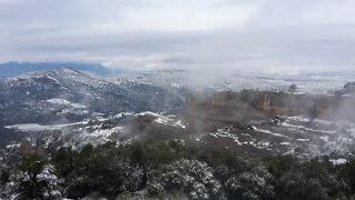 Primavera : retirando alambre y primeros pinzados