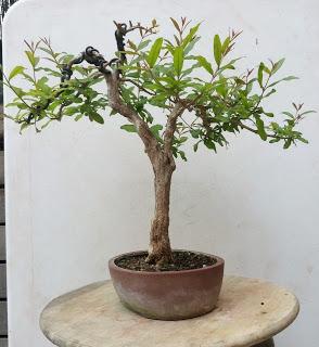 Primavera : retirando alambre y primeros pinzados