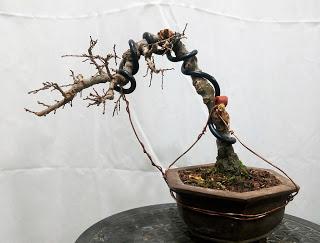 Primavera : retirando alambre y primeros pinzados