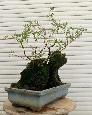 Primavera : retirando alambre y primeros pinzados