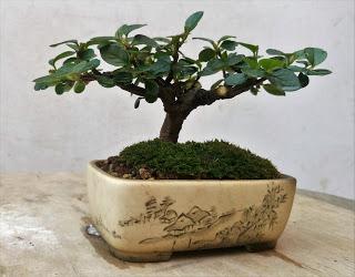 Primavera : retirando alambre y primeros pinzados