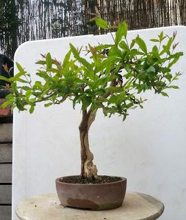 Primavera : retirando alambre y primeros pinzados