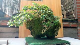 Primavera : retirando alambre y primeros pinzados