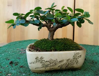 Primavera : retirando alambre y primeros pinzados