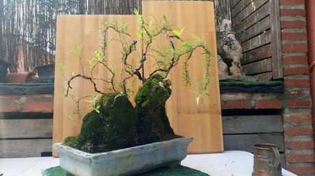 Primavera : retirando alambre y primeros pinzados