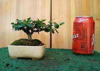 Primavera : retirando alambre y primeros pinzados