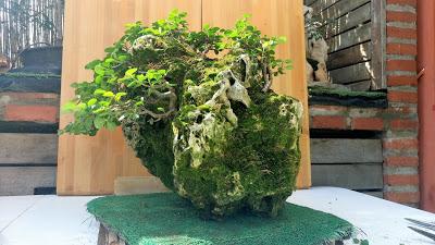 Primavera : retirando alambre y primeros pinzados