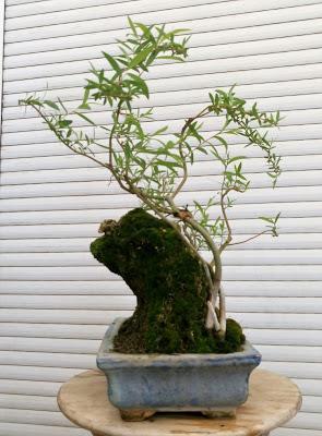 Primavera : retirando alambre y primeros pinzados