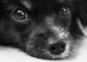 Cómo fotografiar mascotas: perros