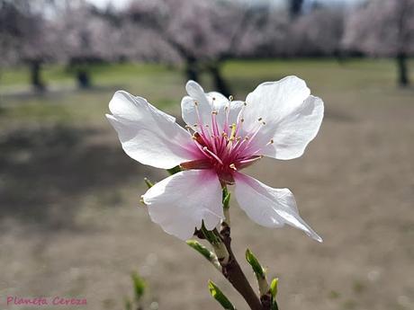 Guía de la Floración en España 2017