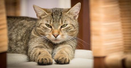 Estudio revela que los gatos prefieren la compañía de los humanos a la comida