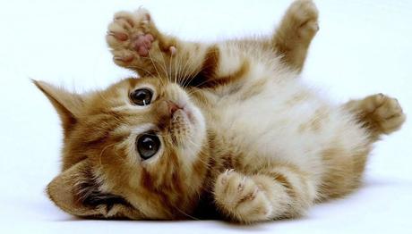 leishmaniosis en gatos