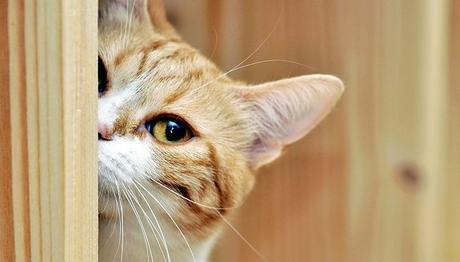 una enfermedad poco común en gatos