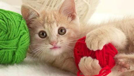 panleucopenia en gatos