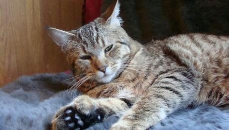 una enfermedad causada por la parvocirus felina