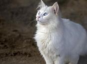 Leptospirosis Gatos Como Podemos Detectar Esta Enfermedad Nuestro Felino
