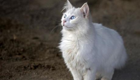 leptospirosis en gatos