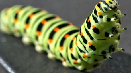 Las plantas sienten y tienen vínculos “familiares” y de amistad