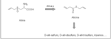 Ajo, aliina, alinasa, alicina