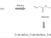 Ajo: indicaciones efectos secundarios