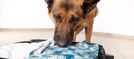 Mantrailing: el poder del olfato del perro