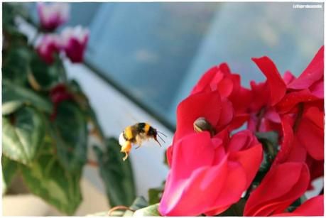 Proyecto fotográfico de la A a la Z (2ª ed.): Con la F de Flores