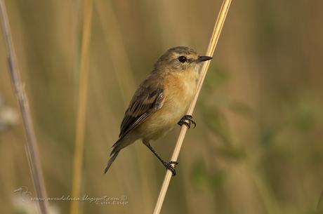 Tachurí canela (Bearded Tachuri) Polystictus pectoralis