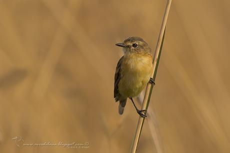 Tachurí canela (Bearded Tachuri) Polystictus pectoralis