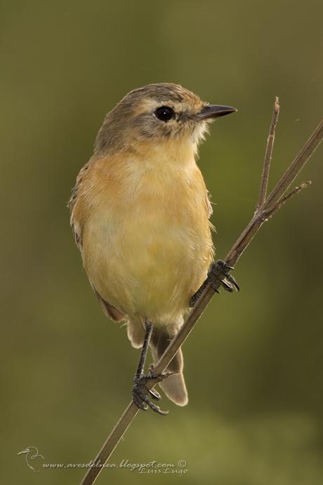Tachurí canela (Bearded Tachuri) Polystictus pectoralis