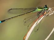 Dragonfly, Primer Dron Biológico