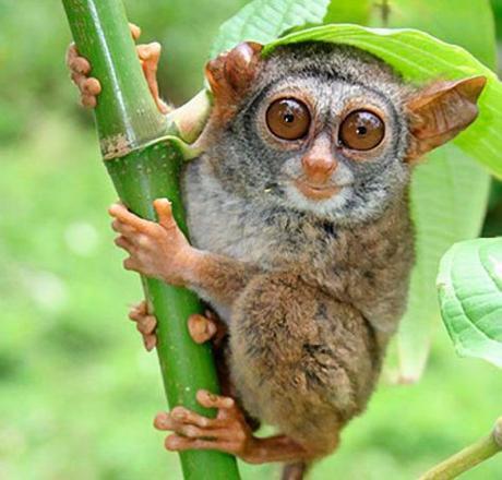 Berbalangos: los vampiros del bosque