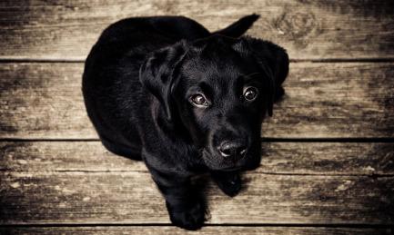 Cómo fotografiar mascotas: perros. Parte 2