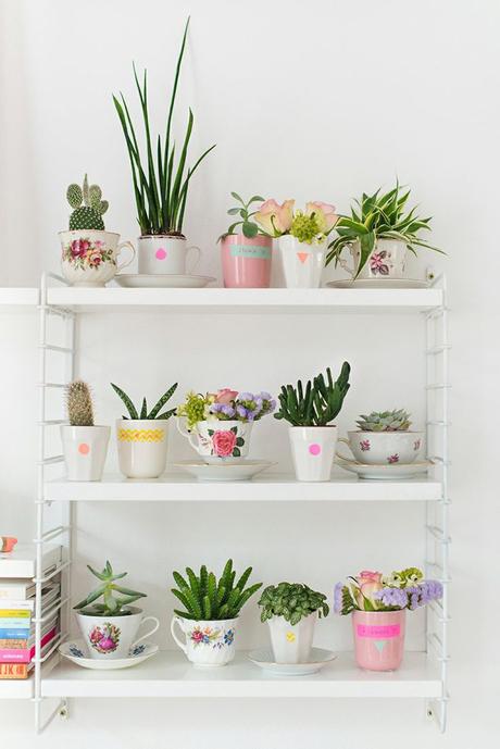 Decoración verde: Cactus en tu hogar.